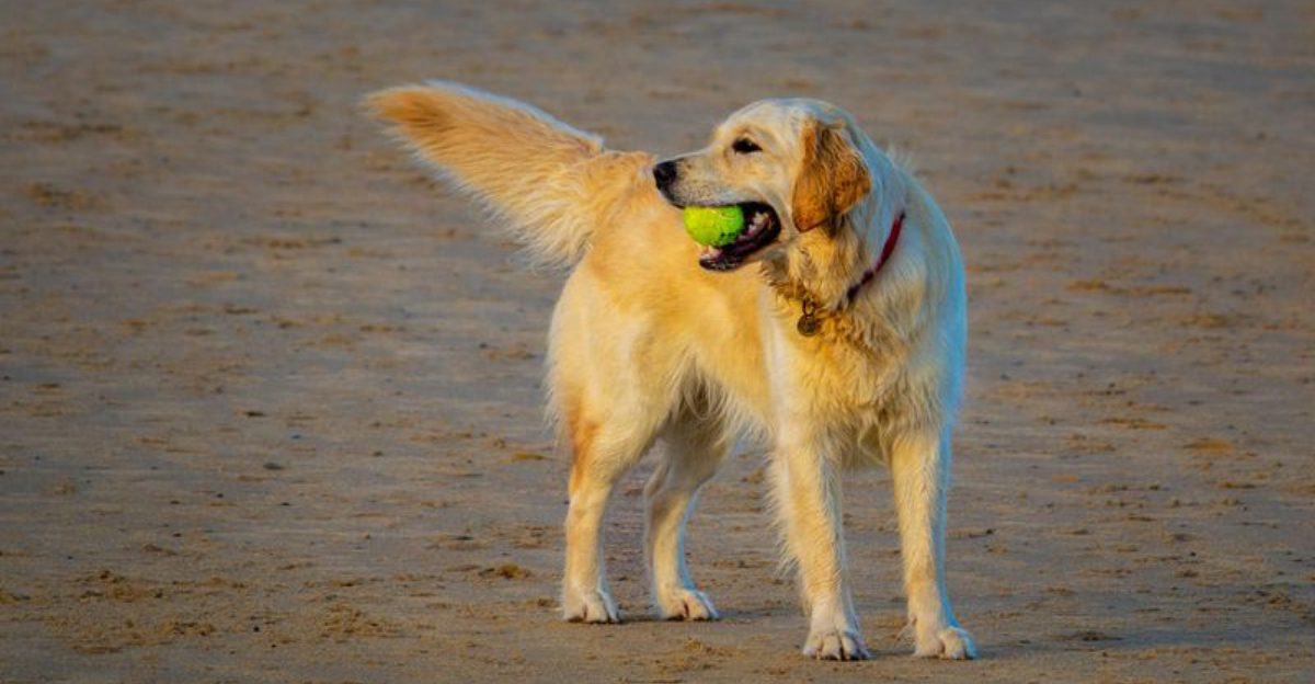 America keeps falling for these 12 dog breeds and its easy to see why