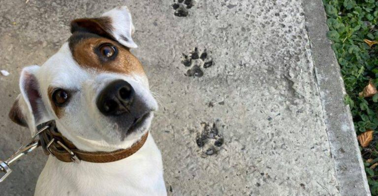 Avoid these 8 difficult small breeds these 5 friendlier dogs are far easier to live with dog news