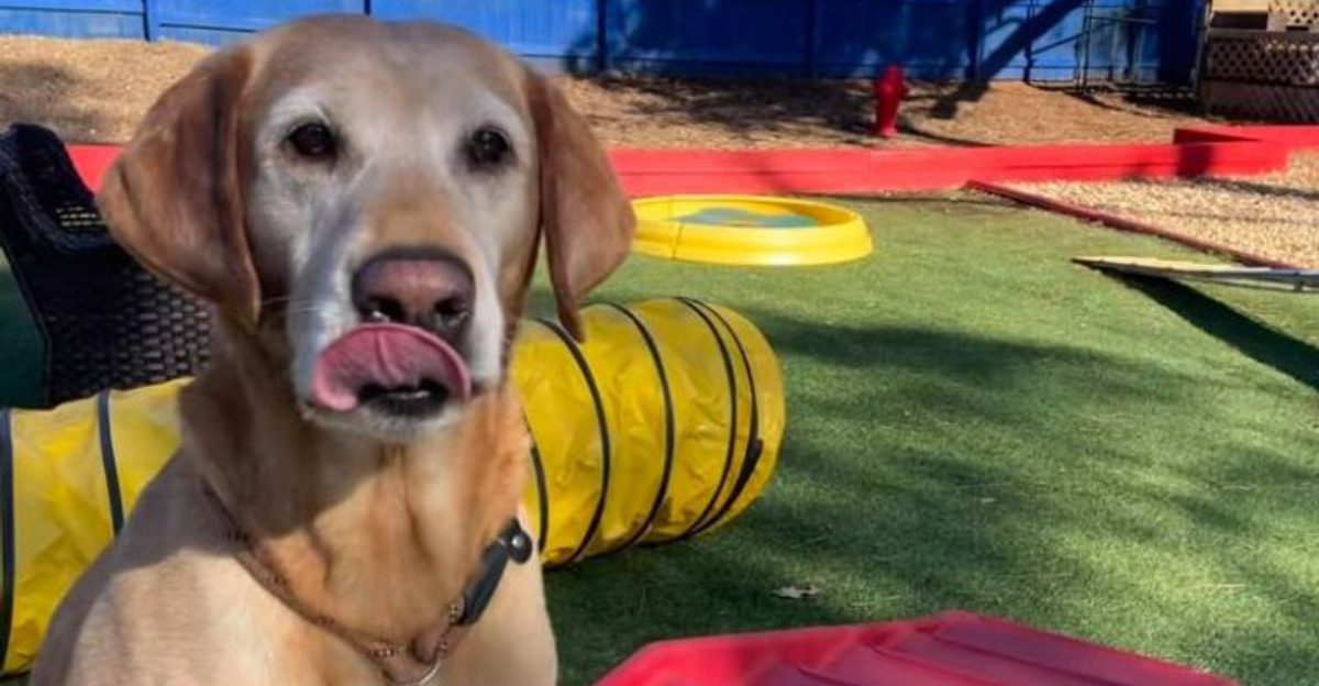 Caring for an older dog these 10 tips can make a huge difference 1