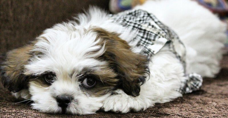 Dont gamble on temperament These 13 dogs are known for staying stable and calm