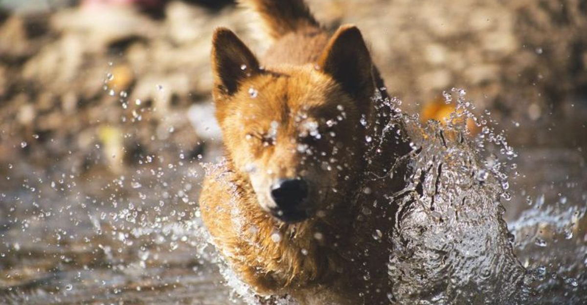 Experts say dogs feel far more than people assume – These 10 emotions prove it