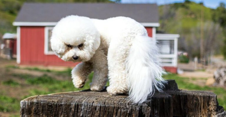 First dog these 11 breeds make ownership far less stressful dog news