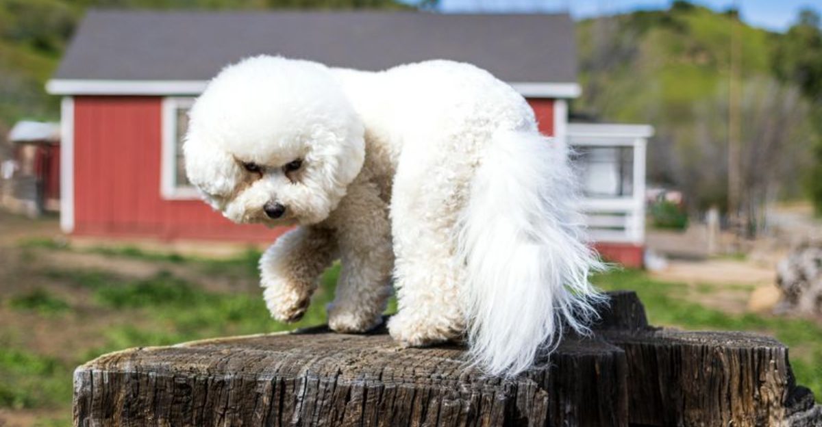 First dog these 11 breeds make ownership far less stressful
