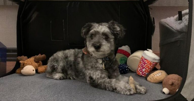Flying with your dog These 10 mistakes could ruin the trip dog news