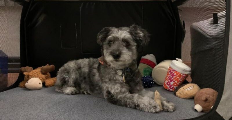 Flying with your dog These 10 mistakes could ruin the trip