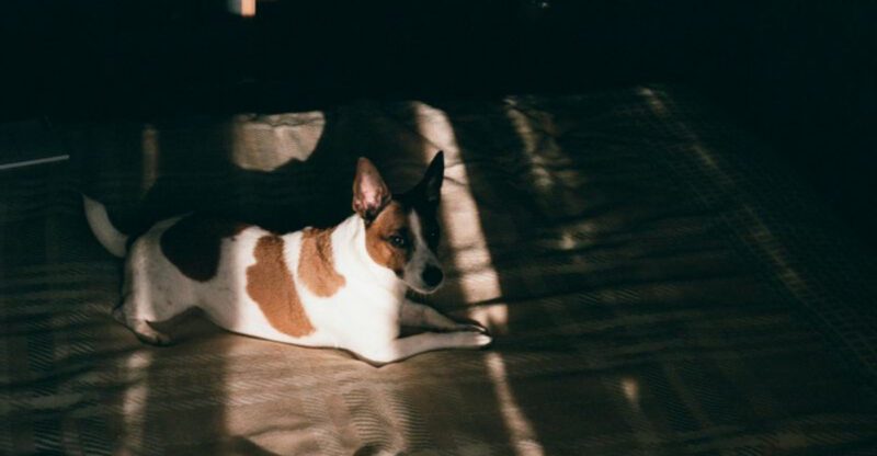 If ordinary dogs bore you these 11 breeds bring serious personality