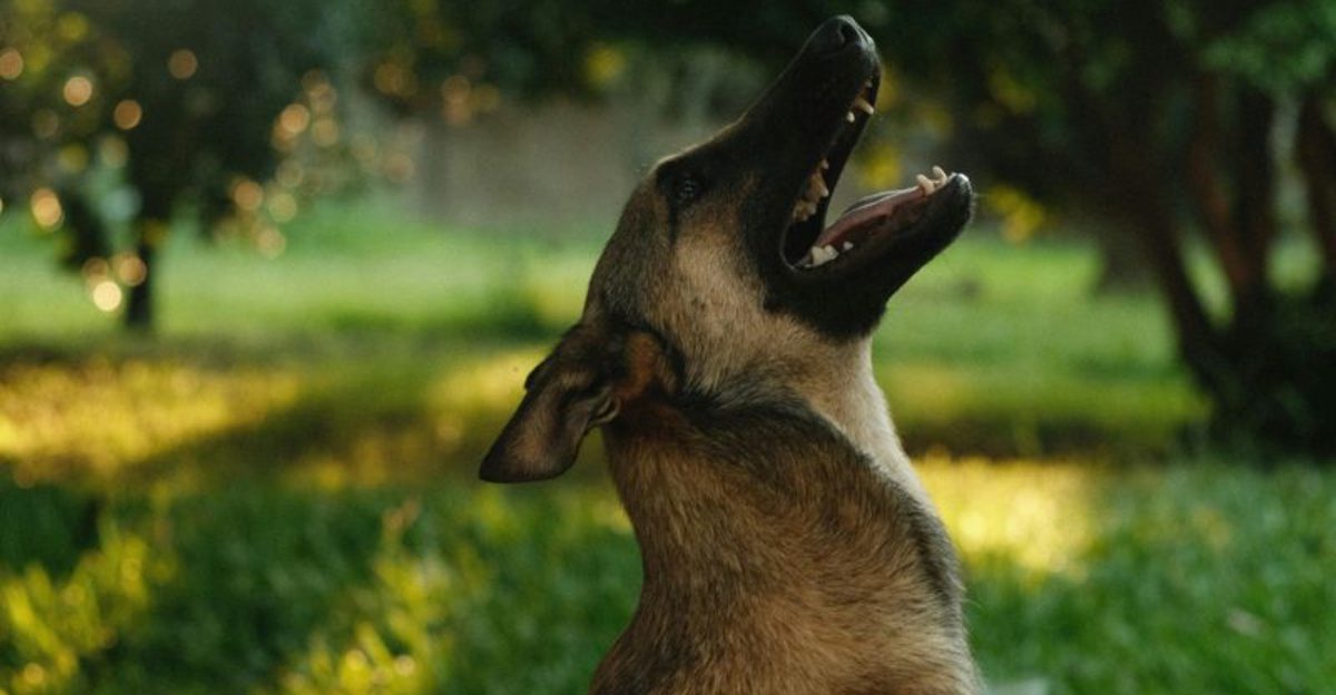 Is your favorite on the list 13 dog breeds that need more than love to behave