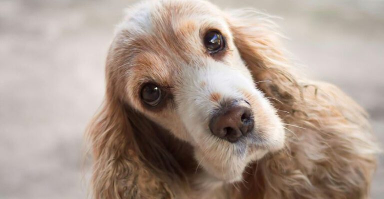 More people are choosing these 13 low drama dogs over high maintenance breeds dog news