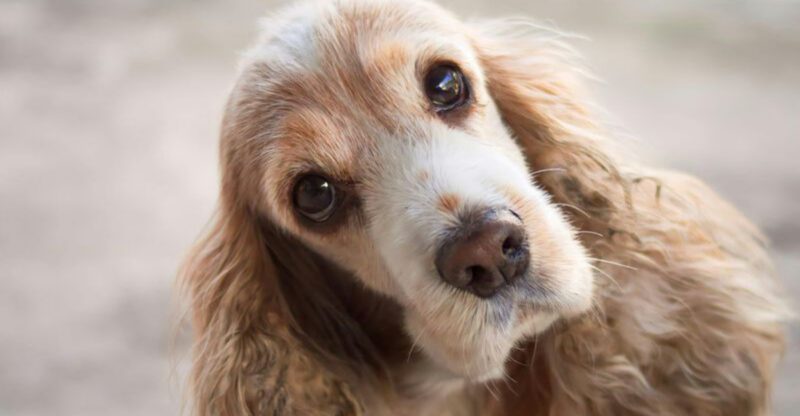 More people are choosing these 13 low drama dogs over high maintenance breeds