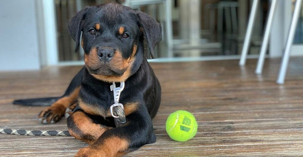 New Rottweiler owner? These 11 habits will test you fast