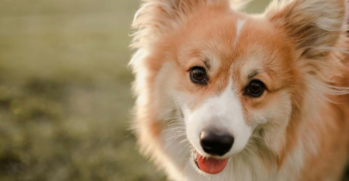New to dogs these 12 playful breeds make the experience unforgettable