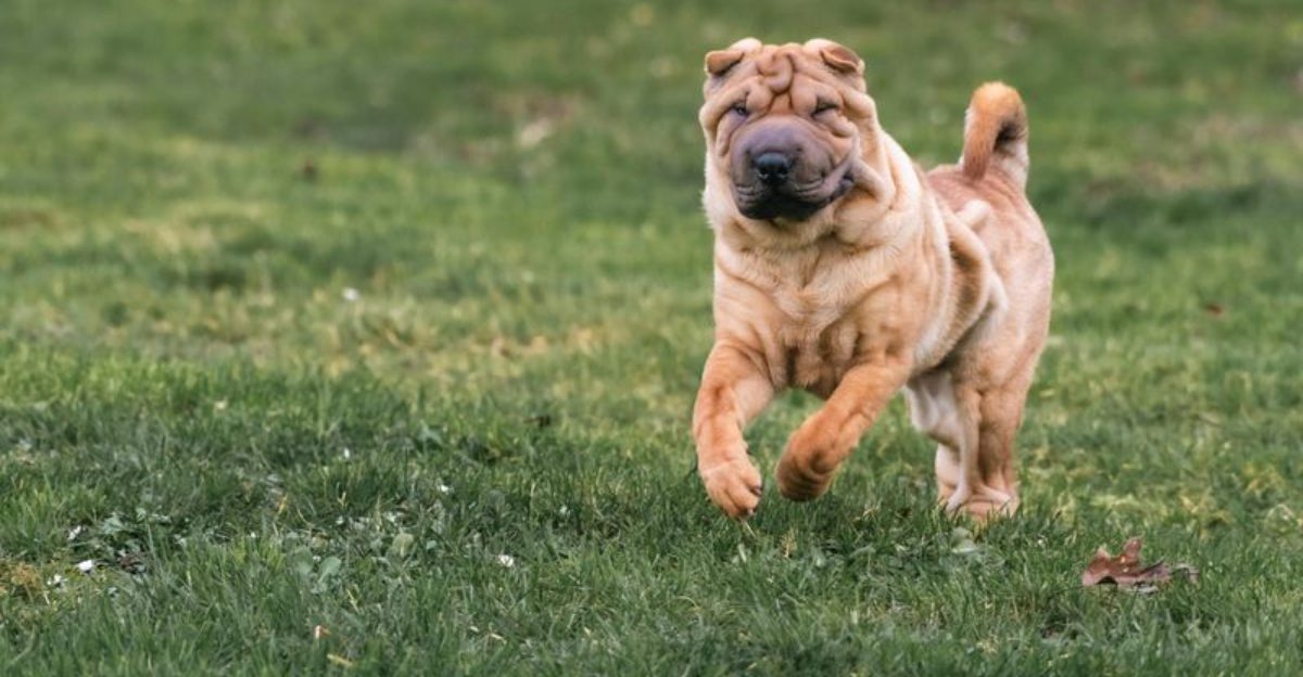 Owners saying – This dog needs control, not freedom – are getting attacked online – 16 breeds named