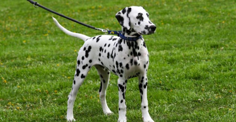 Retractable leash debates are back these 10 breeds are mentioned the most dog news