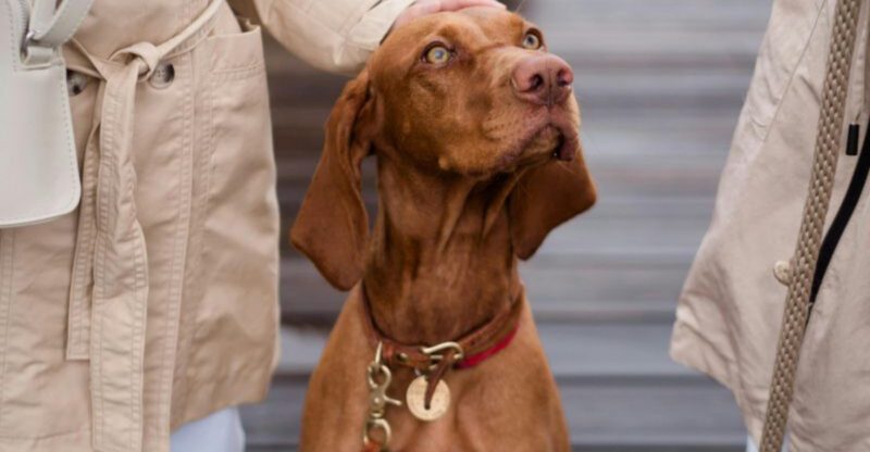 Stop calling these 13 dog breeds needy they simply love harder than most