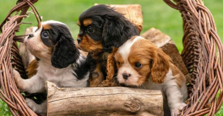 The worlds 15 tiniest dog breeds dog news