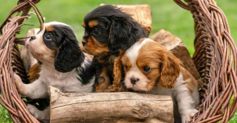 The worlds 15 tiniest dog breeds