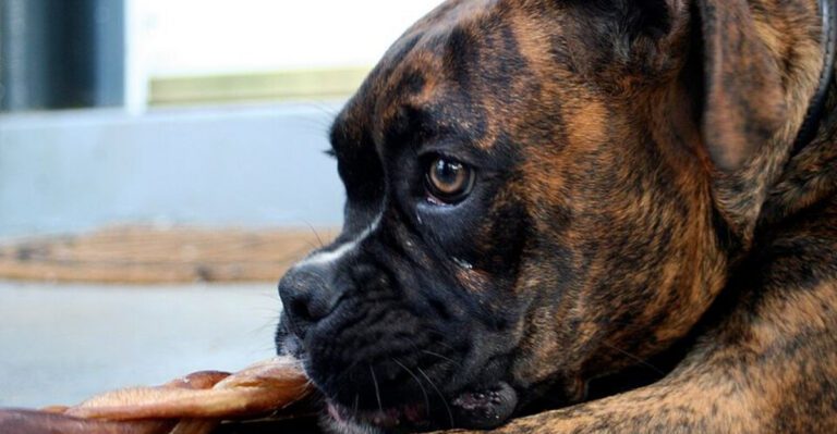 These 10 attention hungry dogs never stop asking for affection dog news