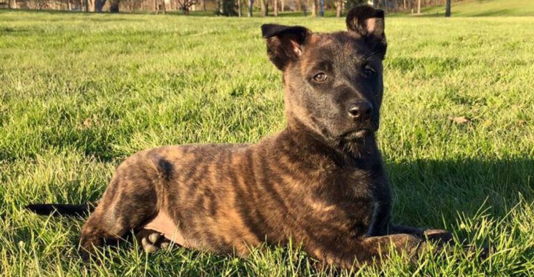 These 10 brindle dogs combine striking looks with unforgettable personalities dog news