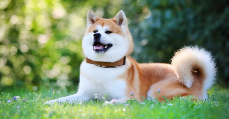 These 10 calm dogs guard their owners with silent confidence plus 2 more steady protectors