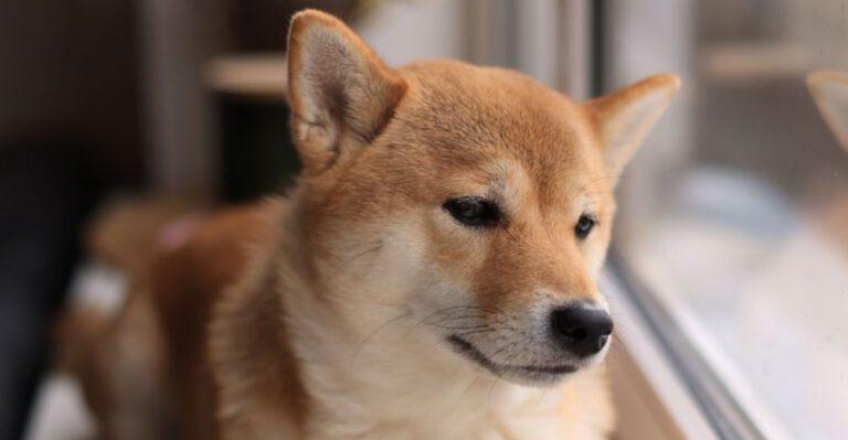 These 10 dogs love constant closeness while these 4 prefer affection on their own terms dog news