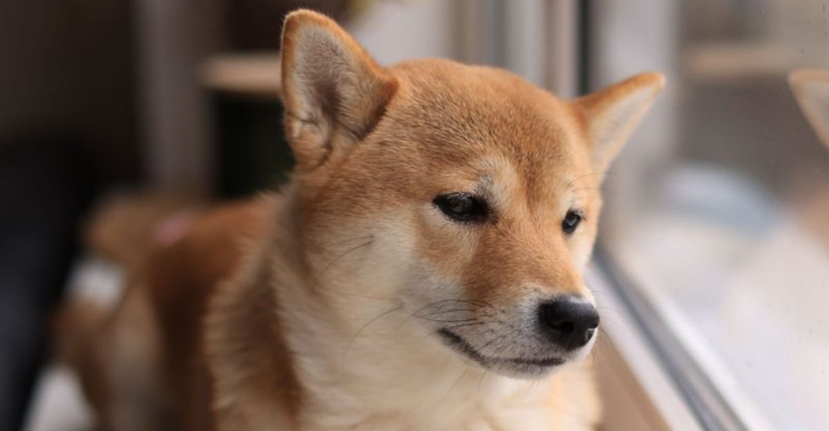 These 10 dogs love constant closeness, while these 4 prefer affection on their own terms