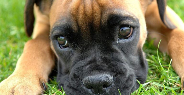 These 10 dogs struggle more than others to find loving homes dog news