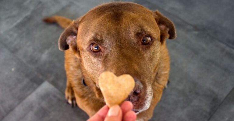 These 10 simple gestures can deepen your relationship with your dog dog news