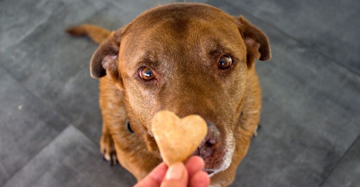 These 10 simple gestures can deepen your relationship with your dog
