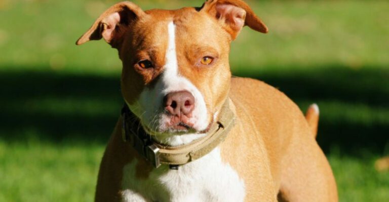 These 11 dog breeds appear in bite related legal actions more than any others dog news