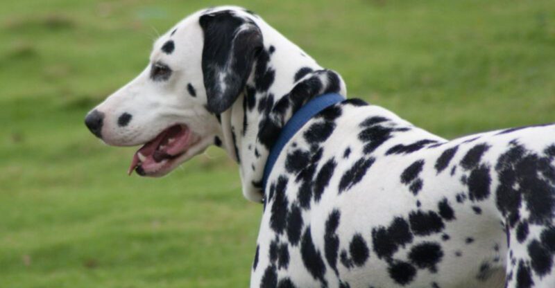 These 11 dogs are perfect companions for active runners