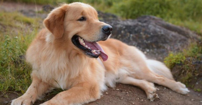 These 11 dogs are quietly winning over people who once avoided dogs dog news