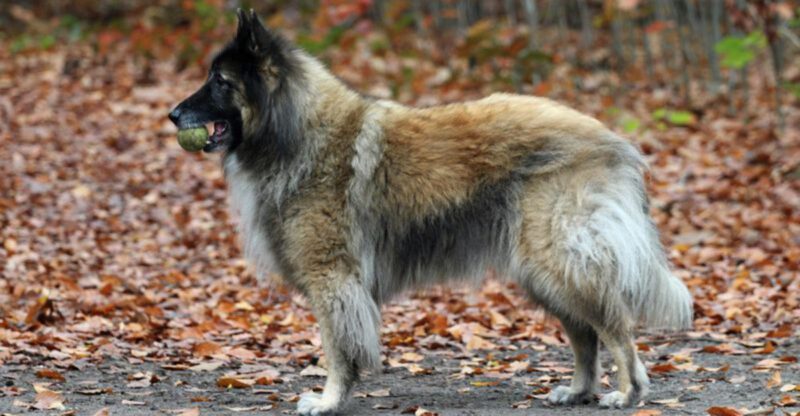 These 11 dogs master commands quickly while these 3 test owner patience constantly