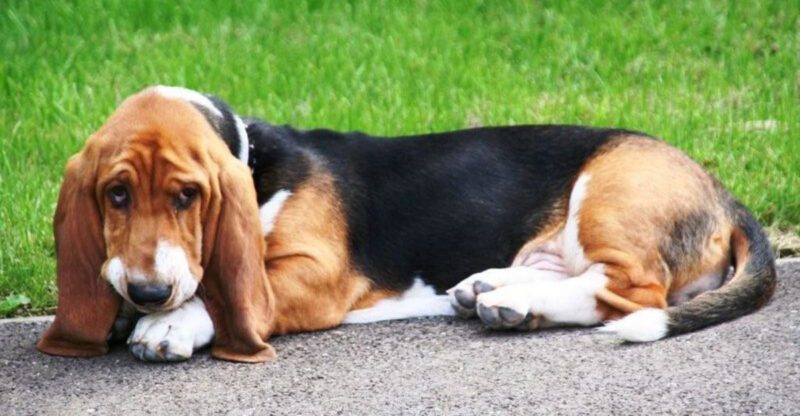 These 11 dogs never seem full and vets say owners should pay attention