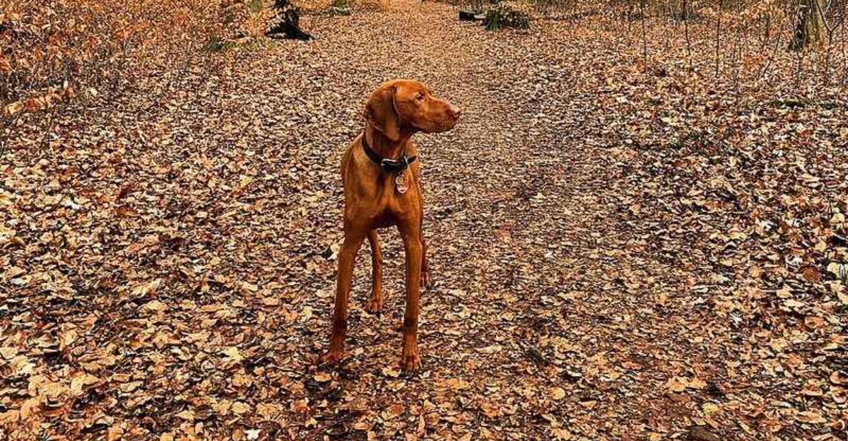 These 12 clingy dog breeds dont just follow you they monitor your every move