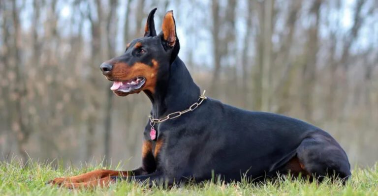 These 12 dogs are bold and unafraid of anything dog news