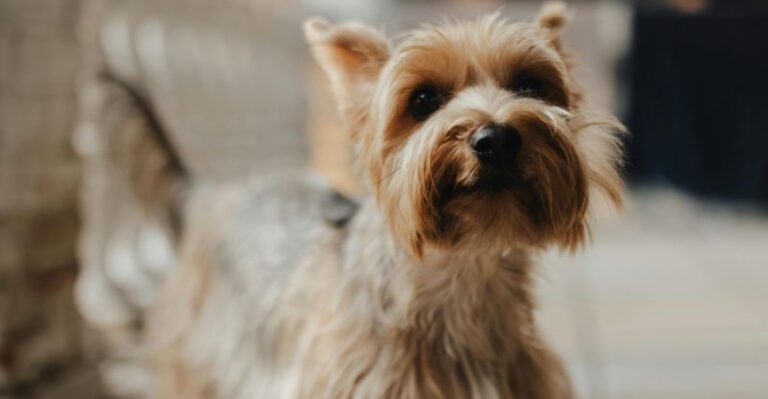 These 12 dogs bark so much owners sometimes feel like theyre living with alarms dog news