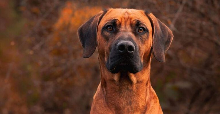 These 12 dogs dont react instantly but when they do it usually matters dog news