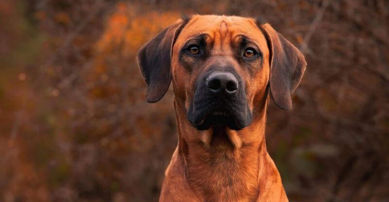 These 12 dogs dont react instantly but when they do it usually matters