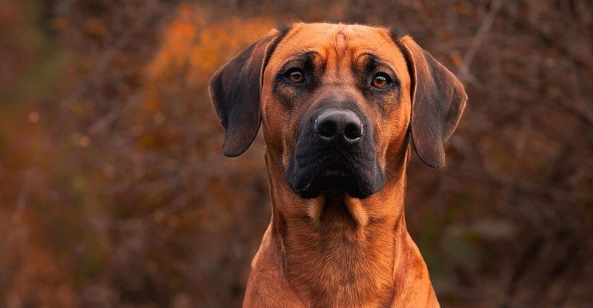 These 12 dogs dont react instantly but when they do it usually matters