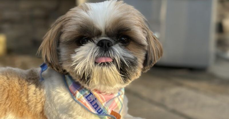 These 12 dogs stay relaxed even in hectic households