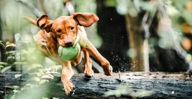 These 12 dogs would choose sunshine over snow without hesitation dog news