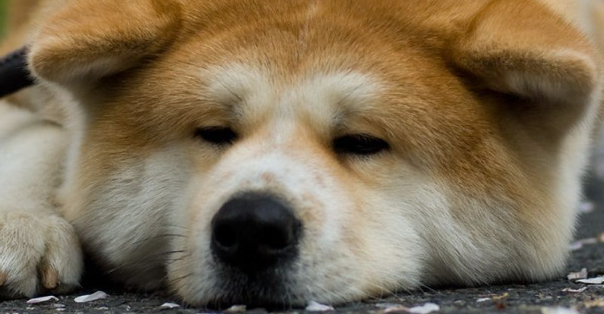 These 12 rare dogs could easily be mistaken for bears
