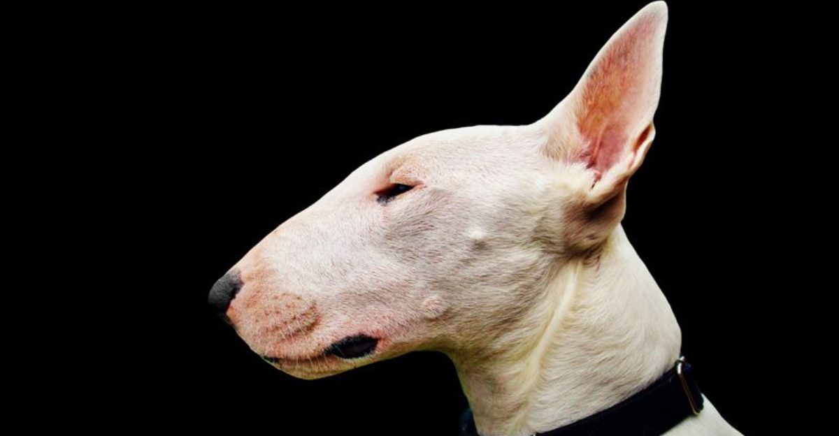 These 13 dogs look mixed but have unique purebred traits