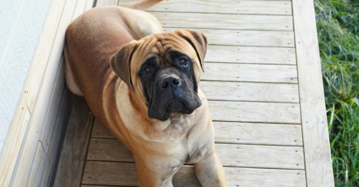 These 13 guard dogs don’t bark for attention – their presence alone is enough