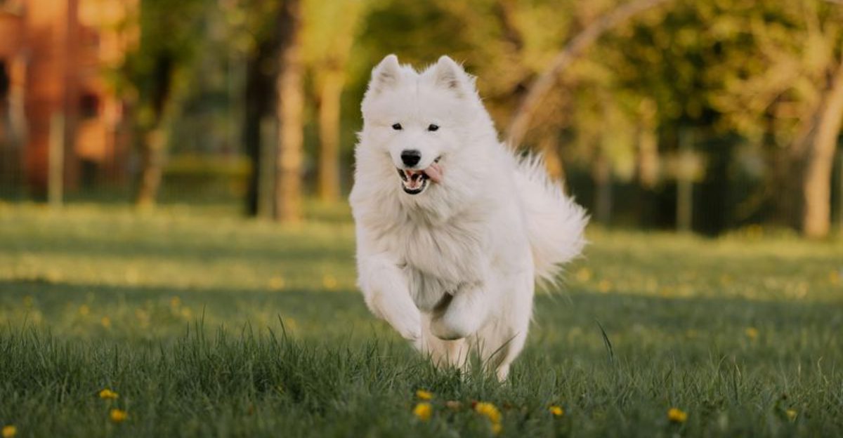 These 14 dog breeds are hard not to fall in love with