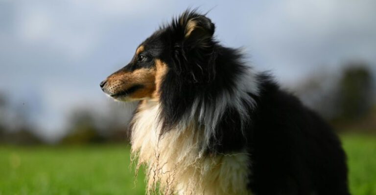 These 14 dog breeds feel emotions so deeply owners often notice it immediately dog news