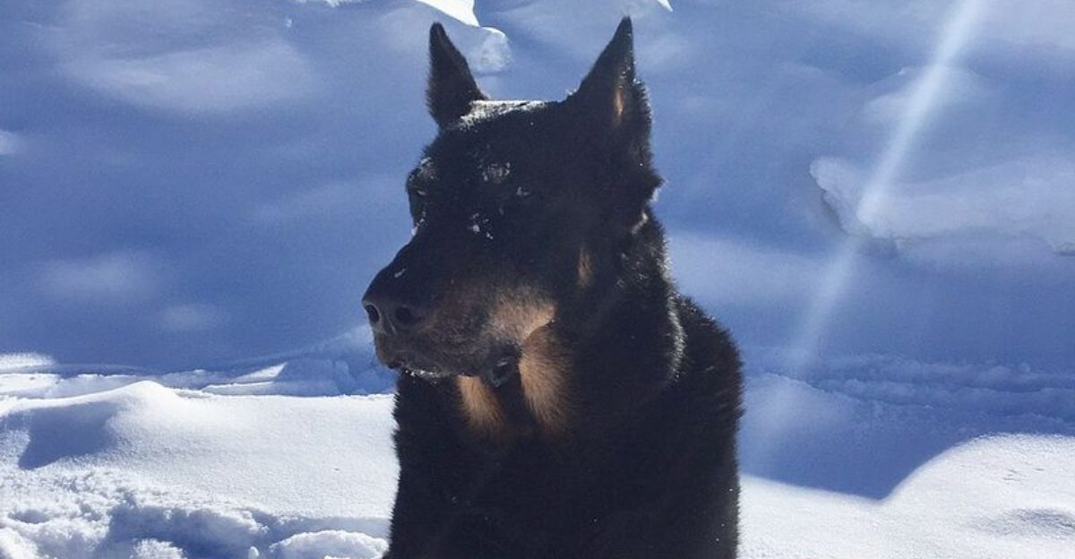 These 14 dogs combine loyalty, awareness, and strong guarding instincts