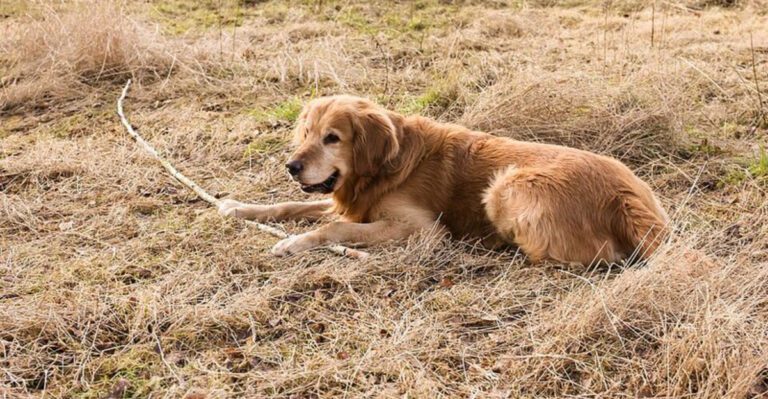 These 14 dogs may not be overly clingy but their love runs deep dog news