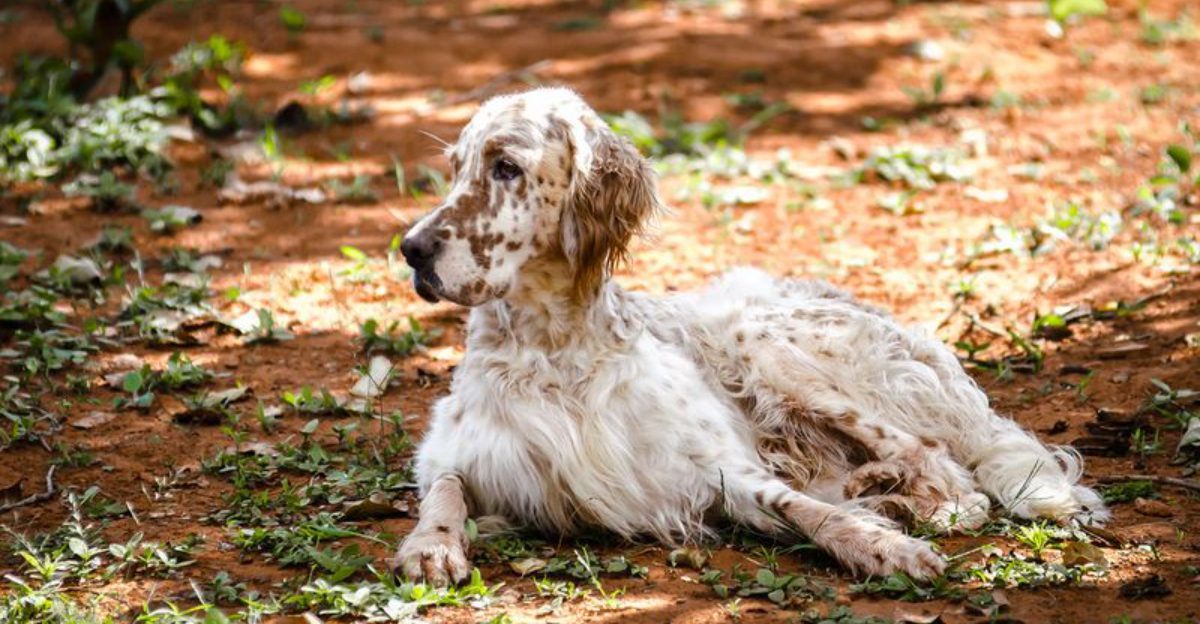 These 14 dogs offer the kind of comfort people never forget