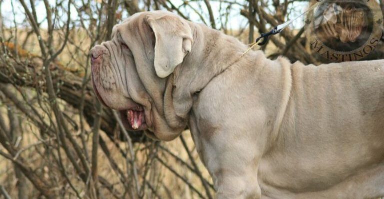 These 8 Italian dogs combine beauty personality and surprisingly great companionship dog news